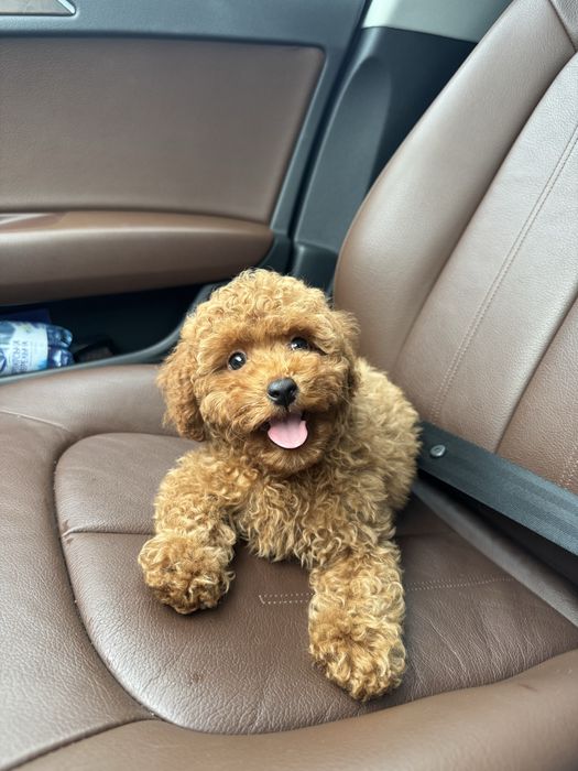 Кукольный мальчик мальтипу ф2