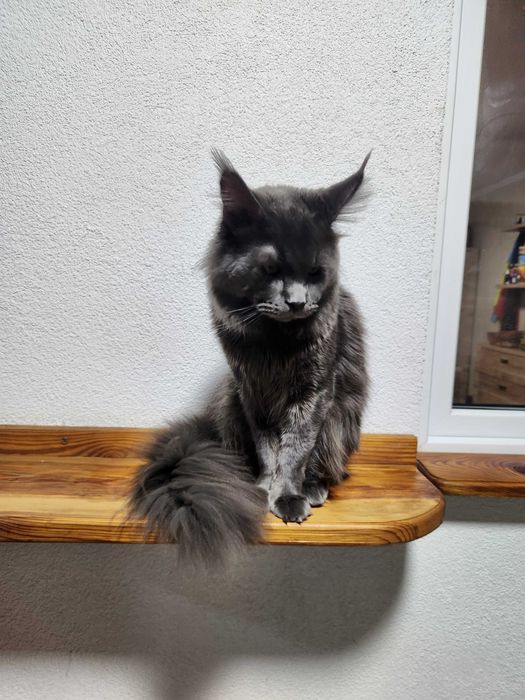 Мейн-кун шукає наречену.