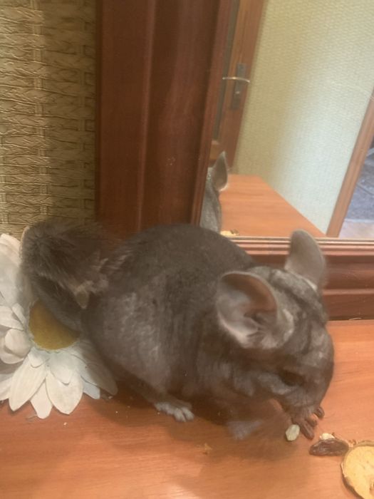 Домашні ручні гризуни