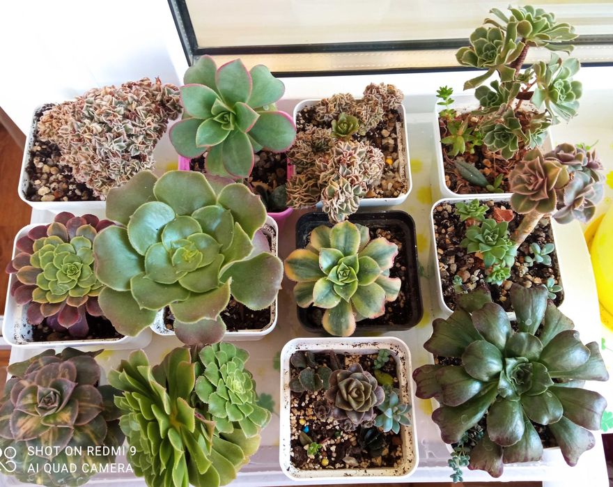 Продам излишки своих домашних цветов суккуленты эониум