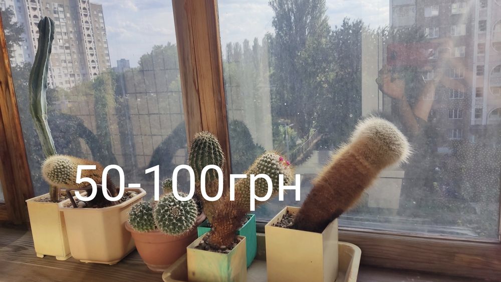 терміново продам кактуси