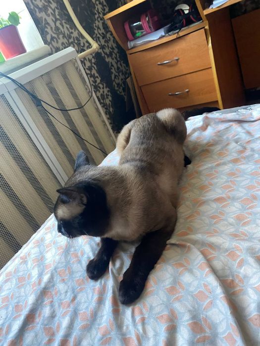 Сиамский кот приглашает кошечек своей породы.е