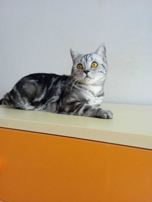 Шотланський кіт прямовухий документами клуба родовід карткаWCF