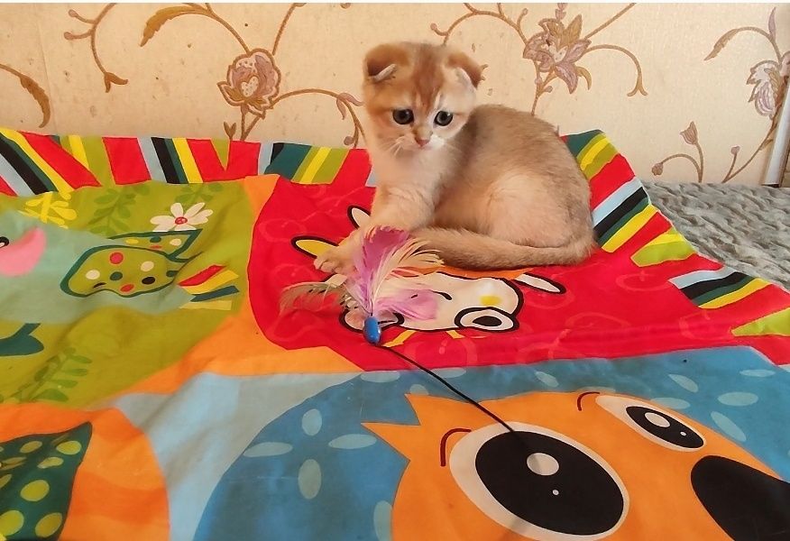 Ласкаві та красиві кошенята