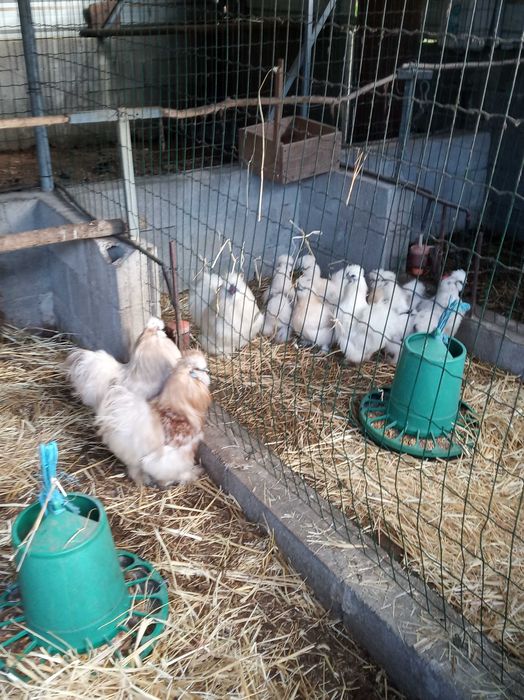 Galinhas Sedosas do Japão