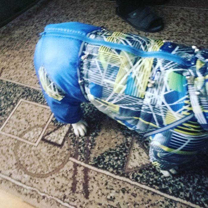 Комбенизоны для собак