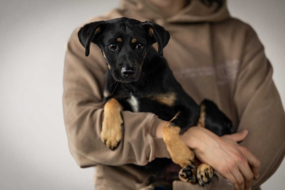 Daisy - śliczna sunieczka potrzebuje domku