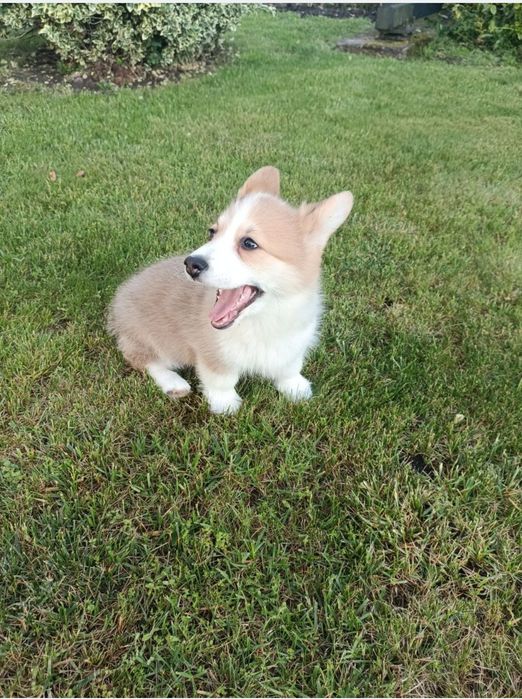 Suczka Welsh Corgi PEMBROKE - KREDA