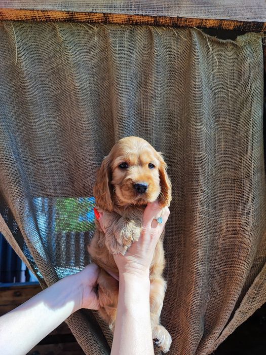 Ласковый мальчик спаниель ждёт свою семью