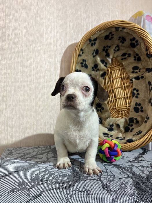 Чихуахуа. Хлопчик. Київ