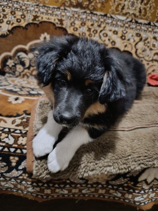 Цуценя дівчинка Альма  в гарні руки