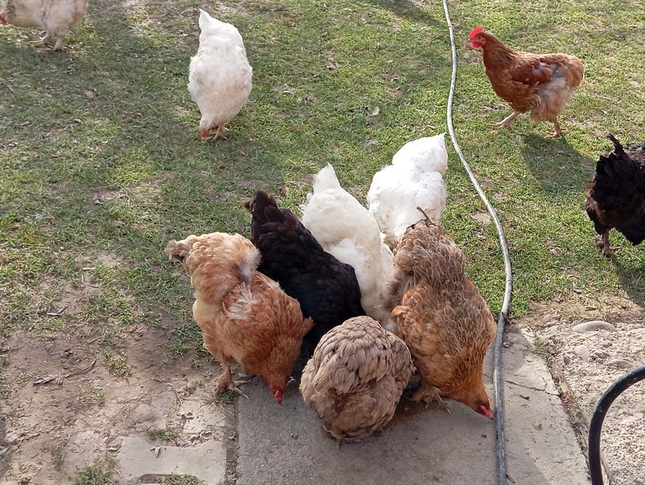 Кури домашні молоді