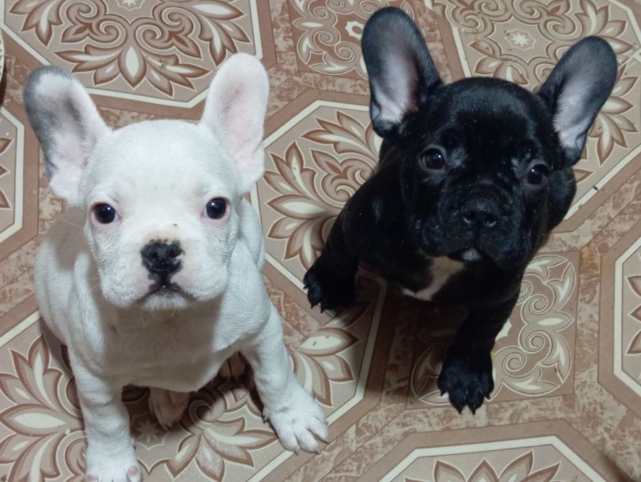 Щенки Французький булодог