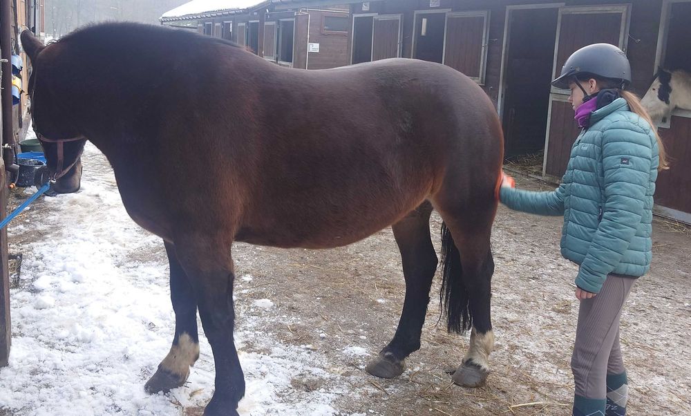 klacz, koń pod siodło, do zaprzęgu