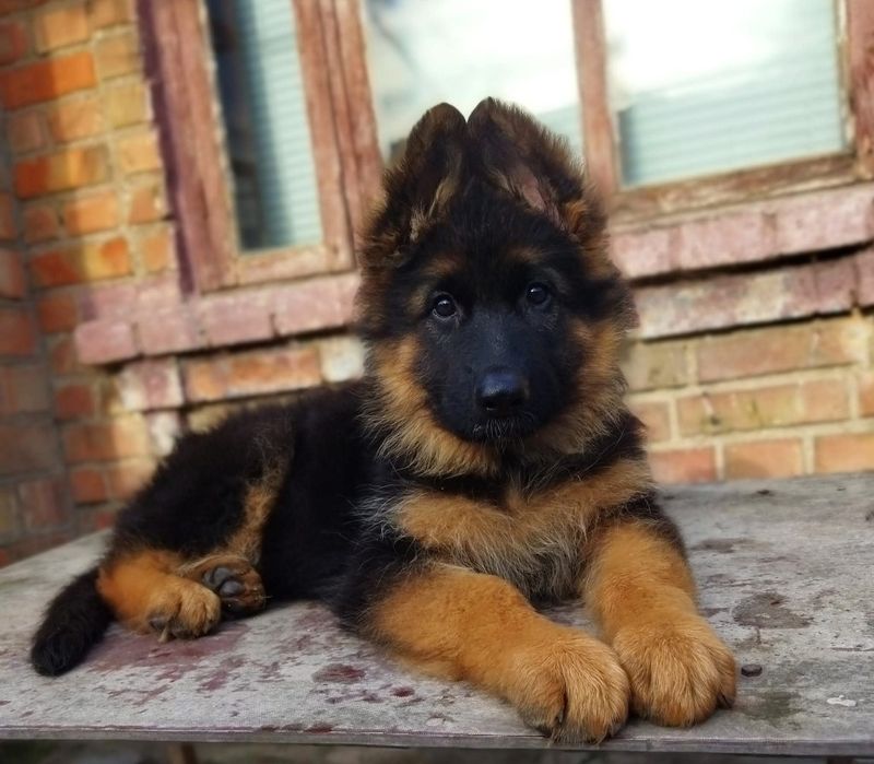 Подрощенная длинношерстная девочка КСУ.