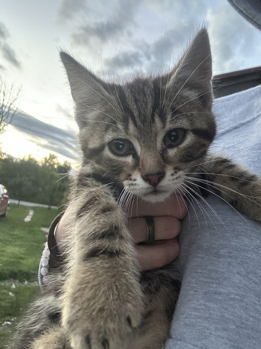 Kotki do adopcji