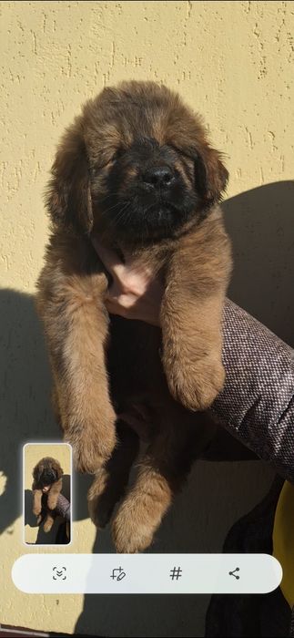 Тибетські мастифи Mastiff