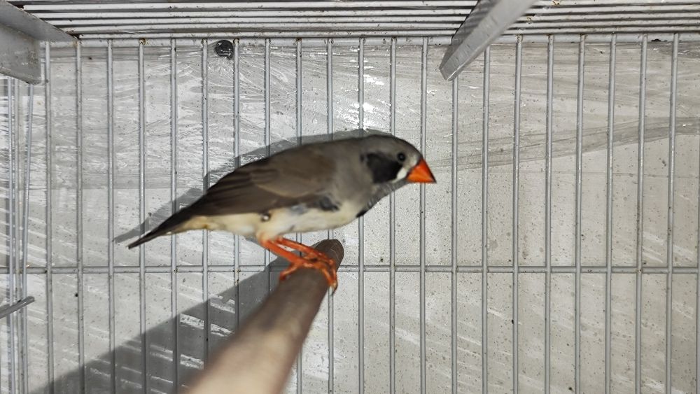 Diamante Mandarim bochecha preta 2025