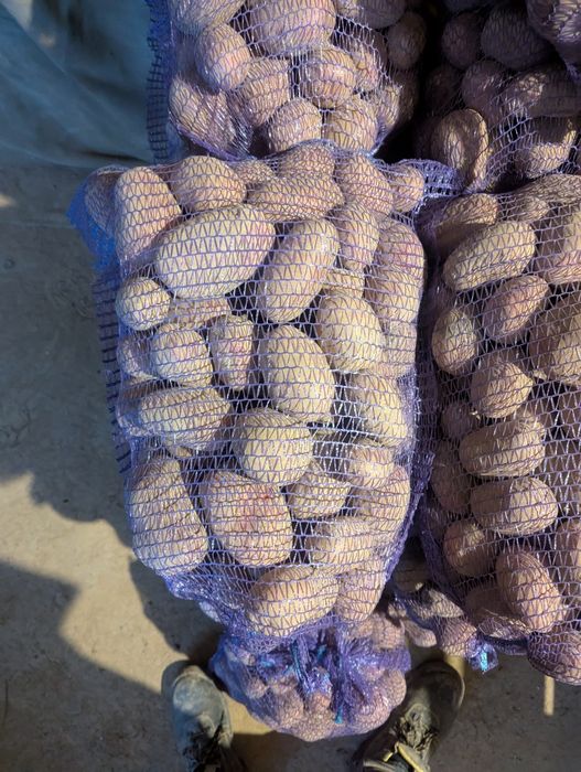 Ziemniaki jadalne Red Sonia