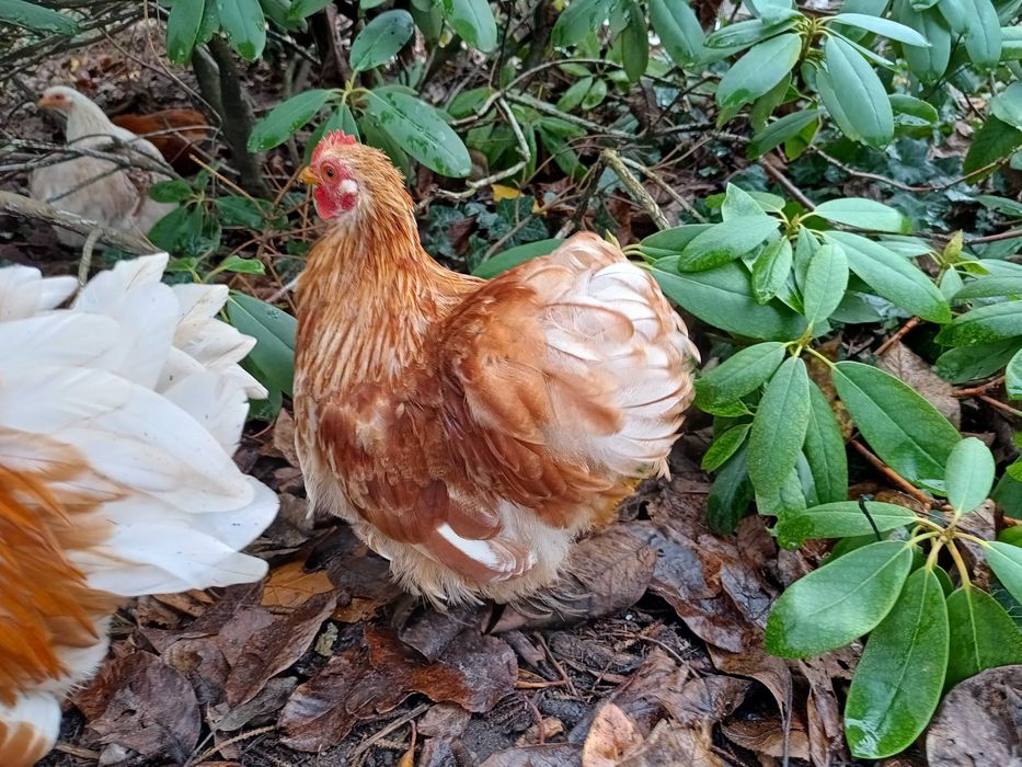 Karzełek kochin koguty 2025