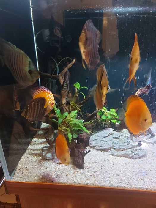 Akwarium 600 L wraz z wyposażeniem