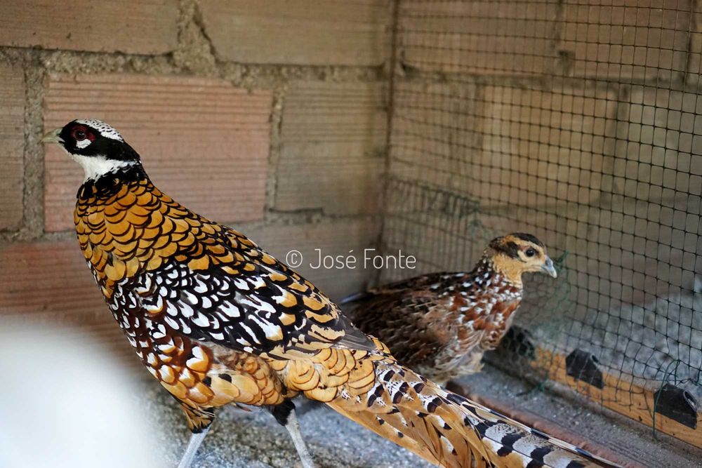 Vendo casais de faisões de diversas raças