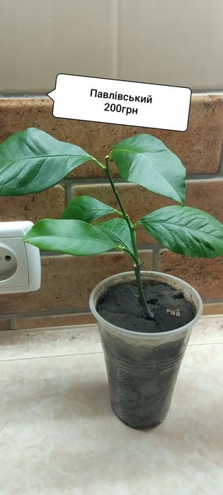 Лимони Павлівський і Таджицький