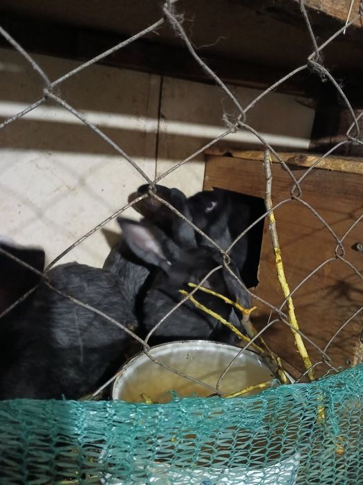 Продам кролей .Полтавское серебро