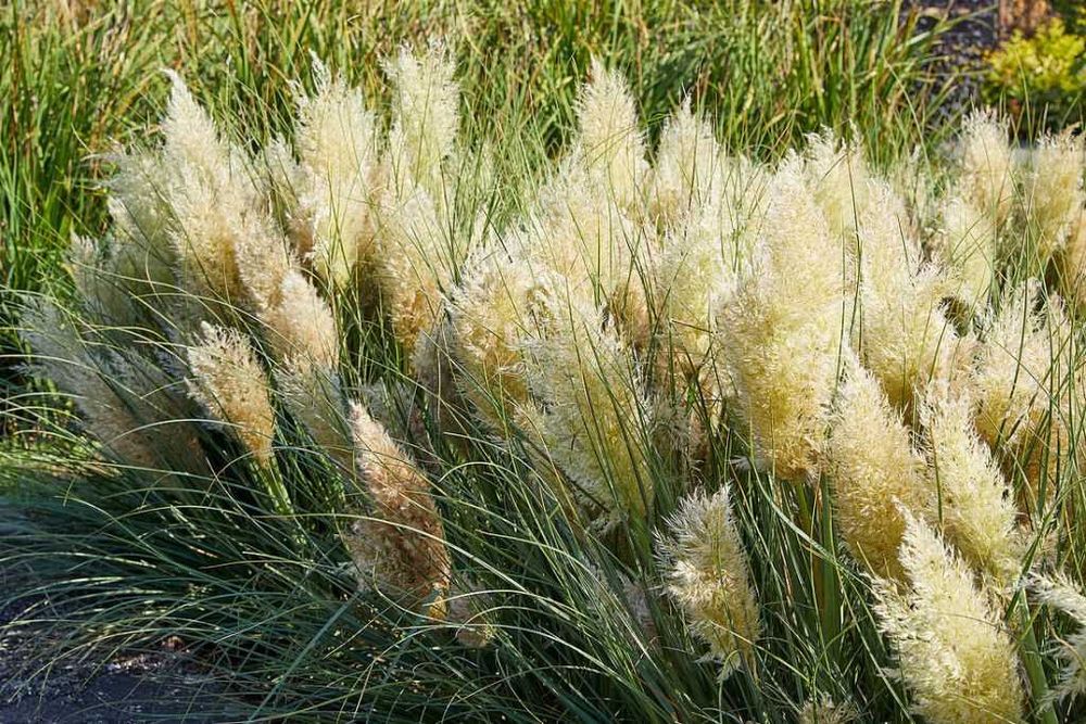 Trawa pampasowa "Tiny Pampa", niska, kompaktowa, unikat!