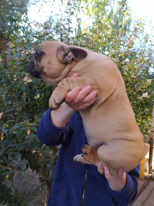 Продажа Французов