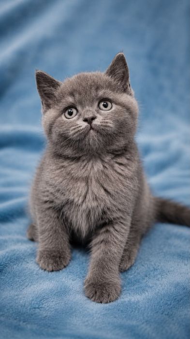 Bebé British Shorthair