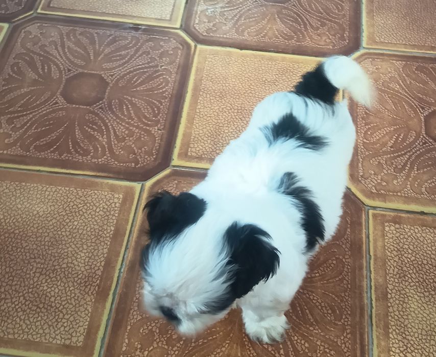 Shih-tzu fêmea  lindíssima, vacinada e desparasitado