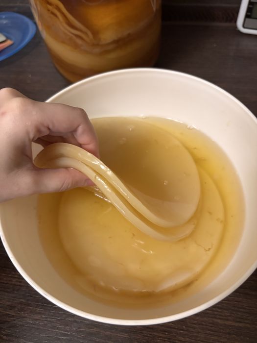 Чайний гриб, комбуча, scoby
