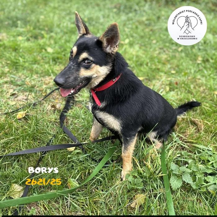 Borysek szuka domu