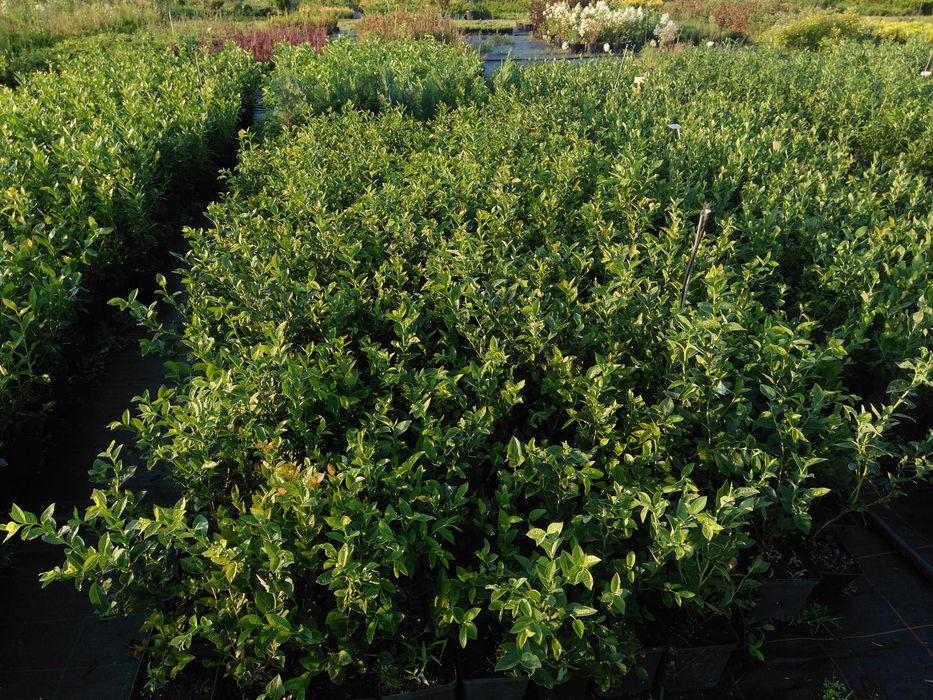 Borówka Amerykańska ( Wysoka ), Vaccinium corymbosum, Duke