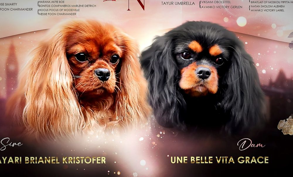 Кавалер Кінг Чарльз спаніель