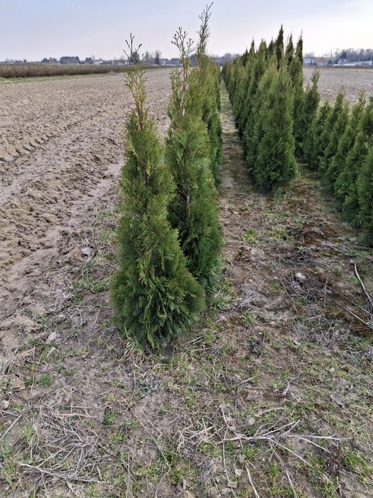 Sprzedam tuje szmaragdy – likwidacja plantacji