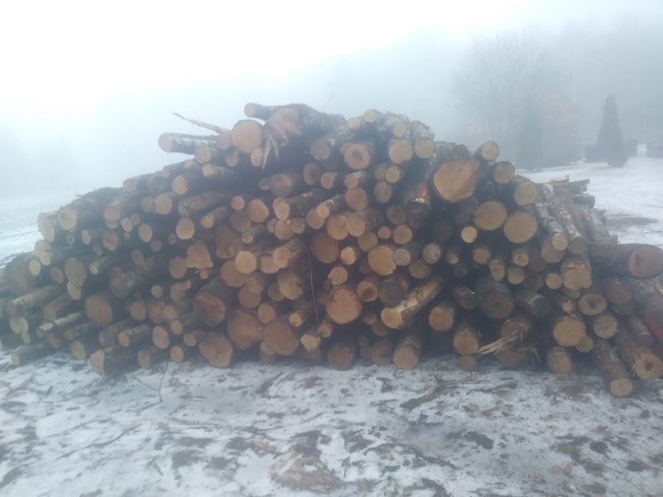 Sosna opal brzoza kominkowa sosnna kneblówka