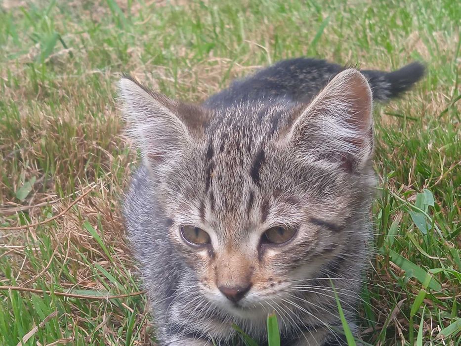 Грайливі кошенята шукають дім