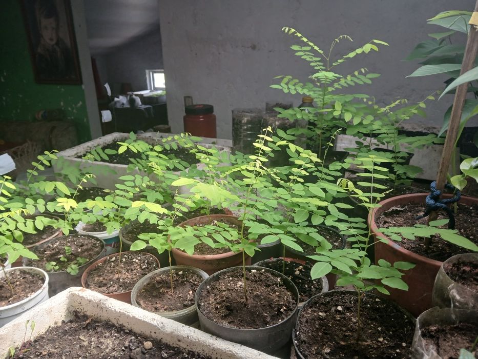 Plantas de Carambola