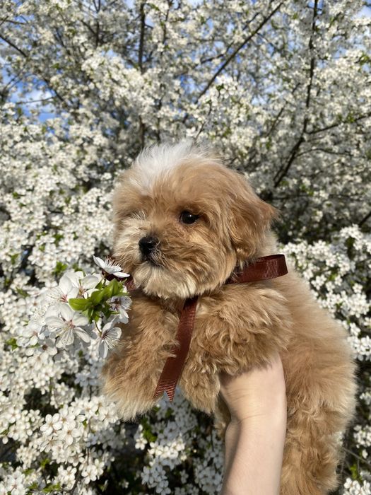 БейбіФейс хлопчик Мальтіпу Ф1