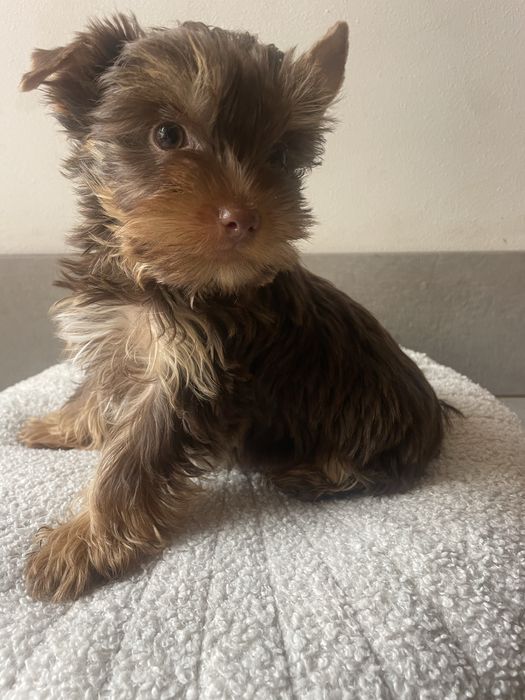 Elvis   Choco&tan  piesek Yorkshire Terrier