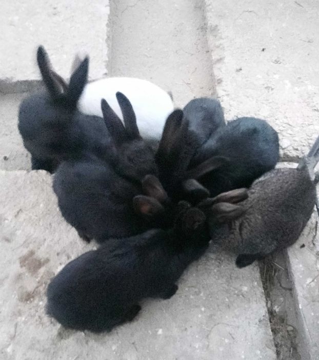 Продам молодих кроликів