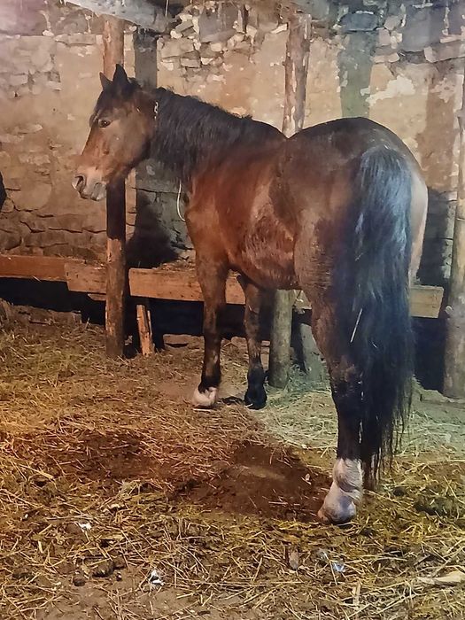 Продається кобила