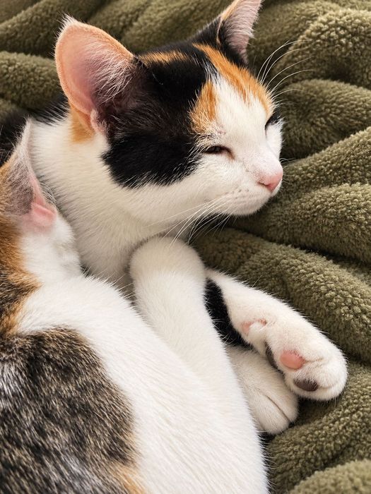 Котик та кішка безкоштовно !