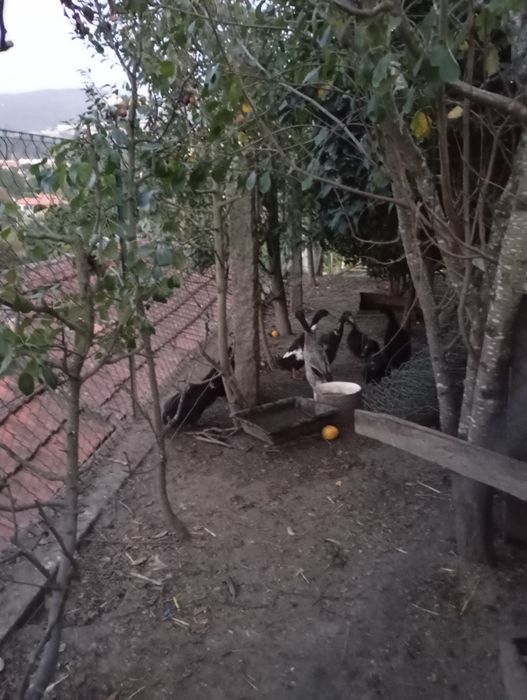 Paduanas galinhas, cayuga