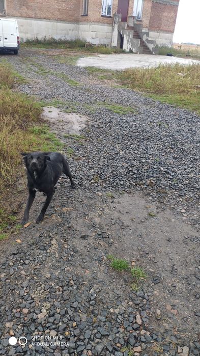 майоркская овчарка ка де бестиар