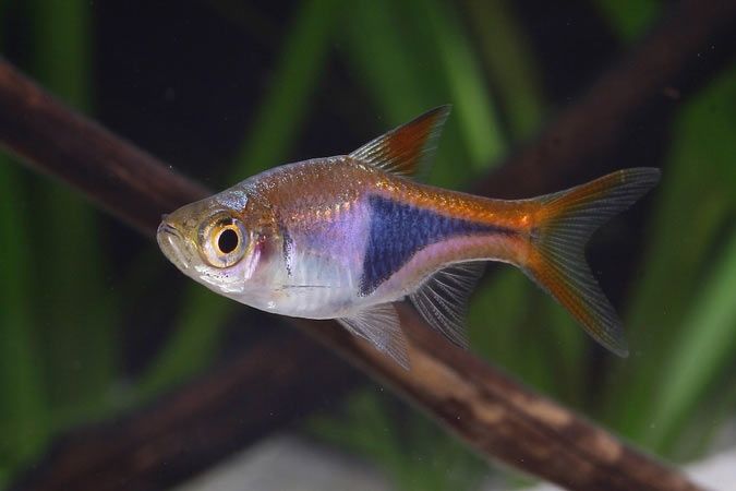 Hodowla neonki razbory danio mieczyk  gupiki molinezje kiryi krewetki