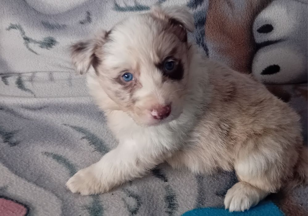 Border collie szceniak