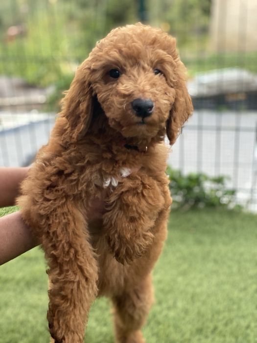 Imperdível!!! Preço especial por 1 semana!!! Linda bebê de Caniche/Poodle Standard procura novo dono!!!
